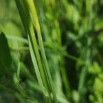 Avenula pubescens Leaf