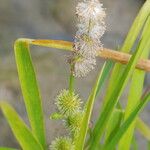 Sparganium emersum Fula