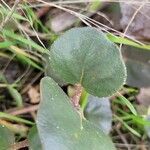 Abronia latifolia 葉