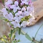 Thymus pannonicus Flower