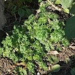 Alchemilla arvensis Liść