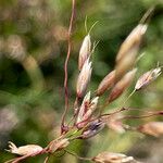 Deschampsia flexuosa Blüte