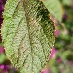 Callicarpa americana Φύλλο