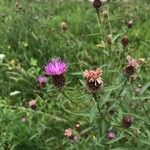 Centaurea nigraफूल