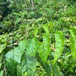 Micromelum minutum Leaf