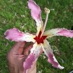 Ceiba speciosa Blomma