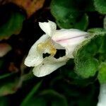 Asarina procumbens Цветок