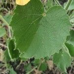 Abutilon mauritianum Ліст