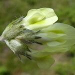 Oxytropis campestris Blüte