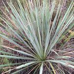 Yucca arkansana Habit