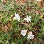 Silene uniflora Flower