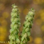 Valantia hispida Fruit