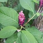 Phytolacca acinosaVaisius