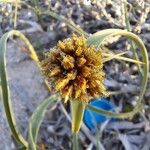 Cyperus capitatus Fruit