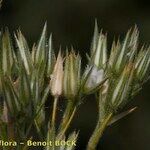 Minuartia glomerata Fruto