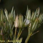 Minuartia glomerata Fruit