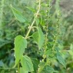 Scutellaria lateriflora Leaf