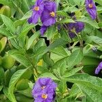 Lycianthes rantonnetii Fula