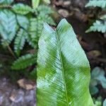 Asplenium emarginatum Leaf