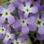 Matthiola tricuspidata Flower