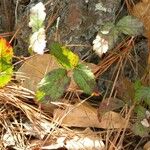 Rubus trivialis Leaf