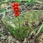 Arum maculatumFrucht