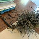 Tillandsia recurvata पत्ता