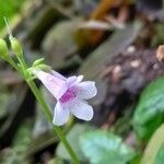 Tetranema roseum 花