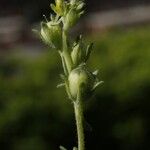 Linaria simplex പുഷ്പം