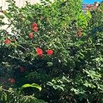 Calliandra haematocephalaBlomma