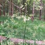 Festuca altissima Blomma