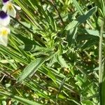 Viola arvensis Blad