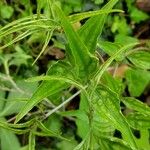 Clinacanthus nutans Leaf