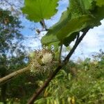 Rubus alceifolius പുഷ്പം
