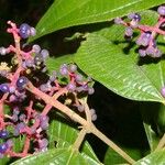Miconia affinis Blüte