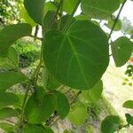 Cissus rotundifolia Blad