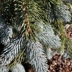 Abies lasiocarpa Yaprak