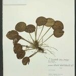 Acianthera discophylla Övriga