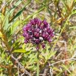 Allium scorodoprasum Fleur