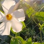 Mandevilla boliviensis Flower