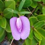 Centrosema brasilianum 花