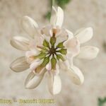 Coronilla viminalis Цветок