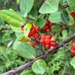 Shepherdia canadensis Ffrwyth