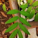 Simarouba amara Leaf