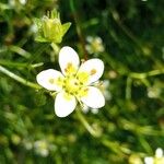 Saxifraga aspera Flower