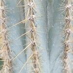 Pilosocereus leucocephalus Leaf