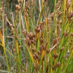 Juncus gerardi Frukt