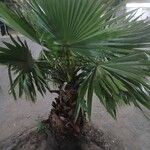 Washingtonia robustaLehti