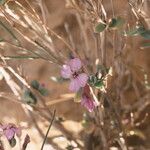 Zilla spinosa Flower