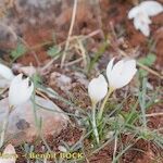 Crocus cancellatus অভ্যাস